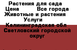 Растения для сада › Цена ­ 200 - Все города Животные и растения » Услуги   . Калининградская обл.,Светловский городской округ 